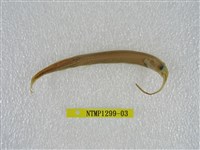 藏品(間下鱵)的圖片